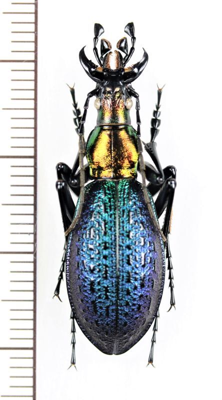 オシマルリオサムシ ♂ 北海道爾志郡乙部町・乙部岳 - Insect Islands