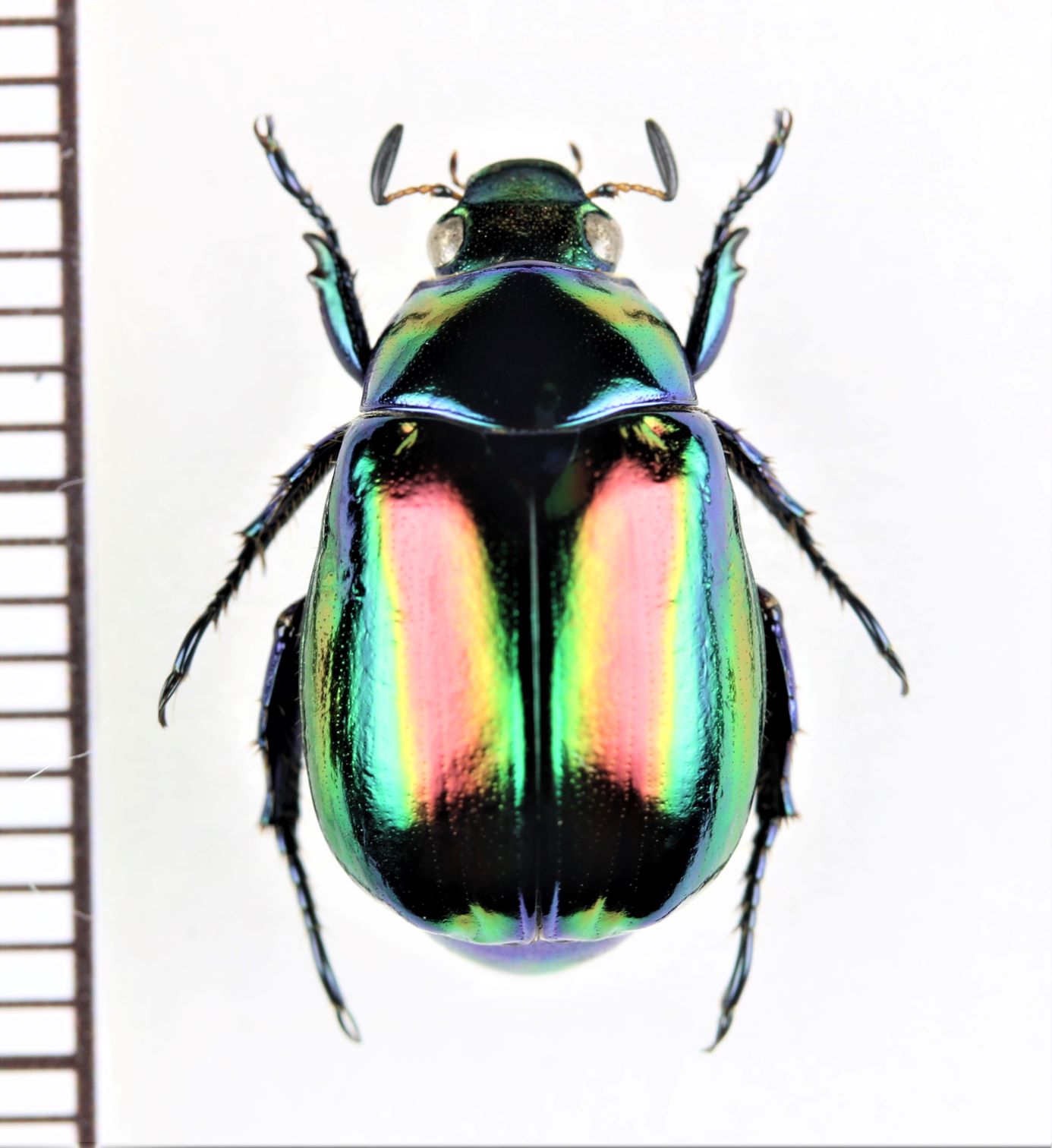 コスタリカ産 アウリガヌスキンイロコガネ 27mm ダイコクコガネの仲間