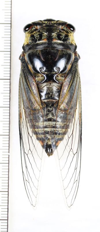 ヤエヤマクマゼミ 老熟個体 ♂ 石垣島 - Insect Islands 〜南の島の