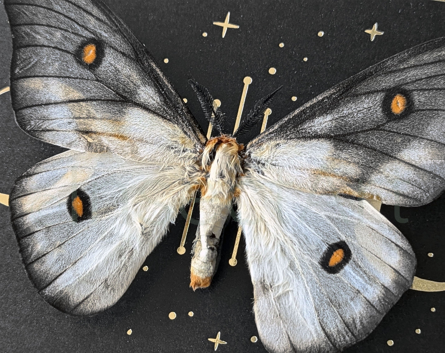 Real framed moth, moth Ceranchia apollina male with stars and moon