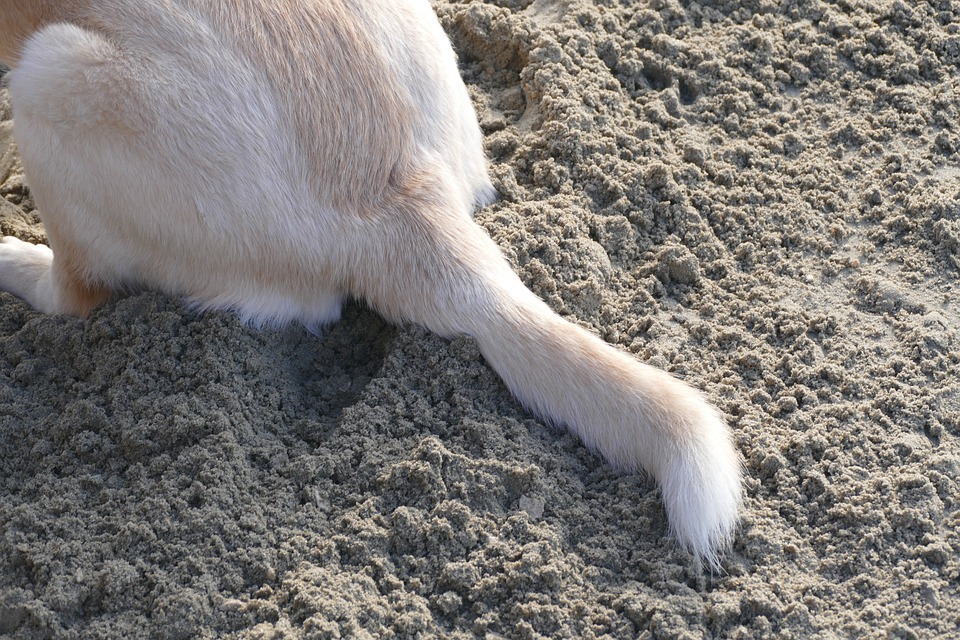 愛犬の気持ちがわかる！科学的にも証明された「しっぽの動き4つの法則