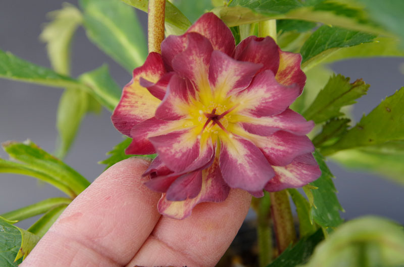 2019年2月1日 クリスマスローズ販売ゴールド系交配入荷。その2。 野田