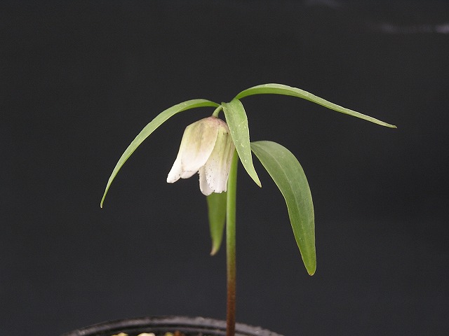 山野草の石田精華園 / コシノコバイモ 開花予定球 【球根販売】【春の