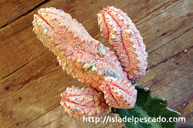 isla del pescado - Euphorbia abdelkuri cv. 'Damask'-ユーフォルビア