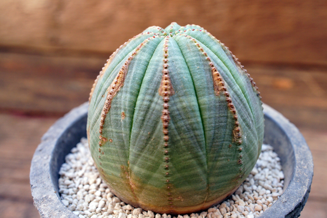 isla del pescado - Euphorbia obesa-ユーフォルビア・オベサ
