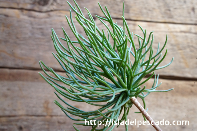 isla del pescado - Eriospermum multifidum-エリオスペルマム