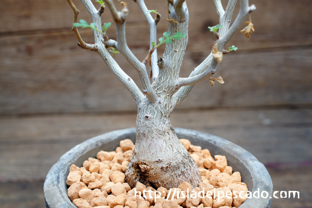 isla del pescado - Pachycormus discolor-象の木