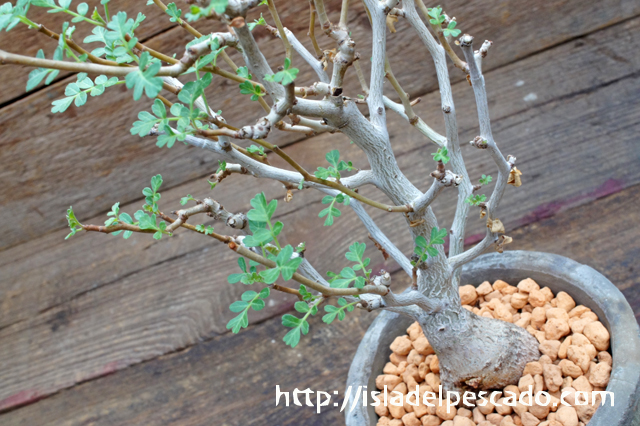 isla del pescado - Pachycormus discolor-象の木