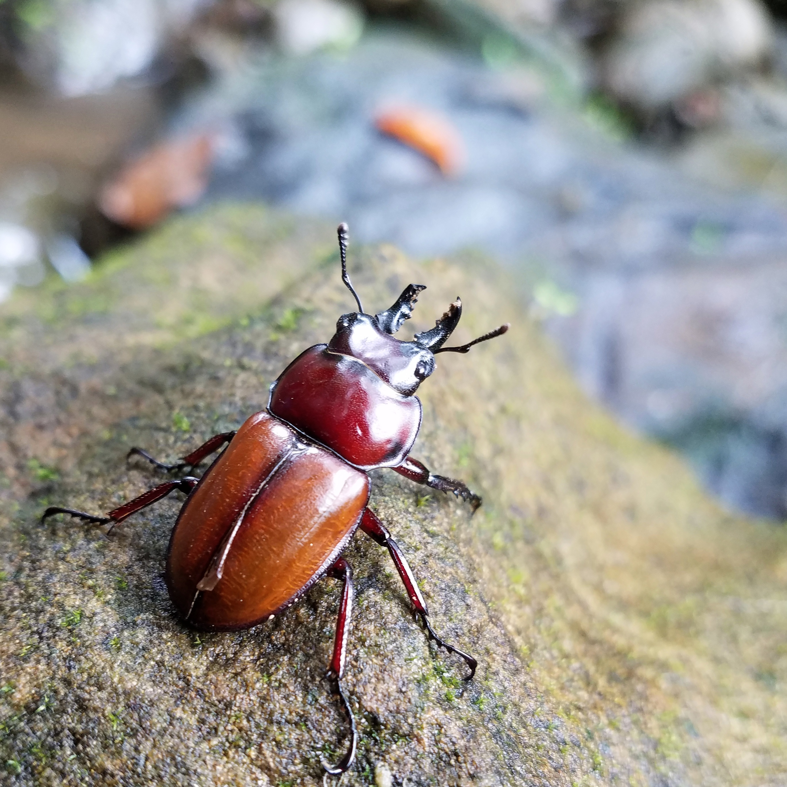 チャイロマルバネクワガタ | 西表島ジャングルブック