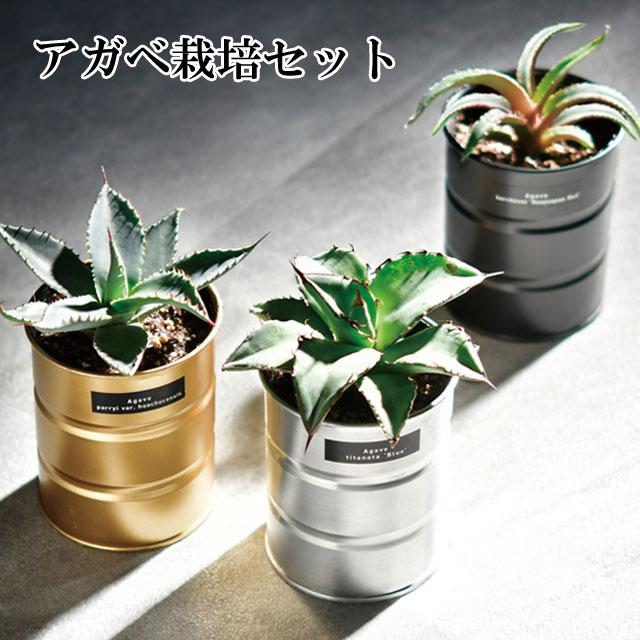 栽培キット 種から育てる アガベ栽培セット アガベ パリーホーチ