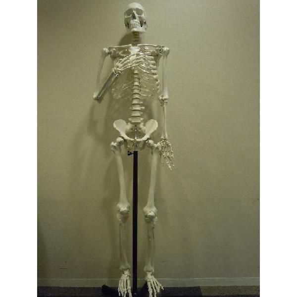 人体模型 骨格模型 骨 模型 170cm 等身大 頭蓋骨 : 直送卸し市場