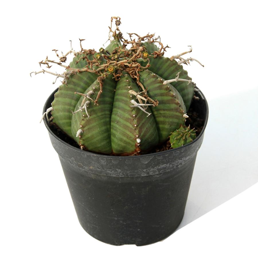 多肉植物）一点物 ユーフォルビア バリダ 3．5号（1鉢） : チャーム