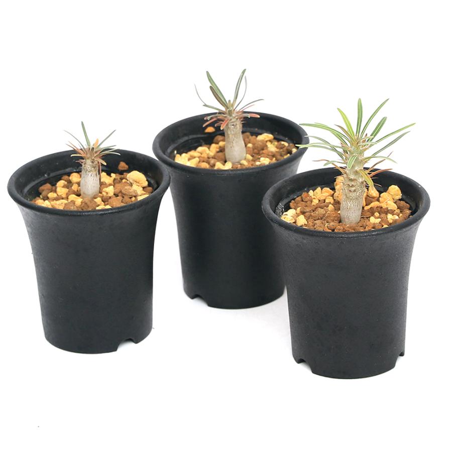 チャーム（charm） （多肉植物）パキポディウム グラキリス Sサイズ