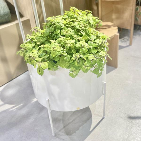 Hubsch(ヒュプシュ) エアリープランターラージ Φ42 ホワイト/ブラック