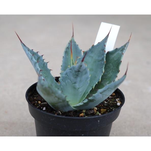 アガベ ワコマヒー(Agave wocomahi) : Cultivate Store - 通販 - Yahoo