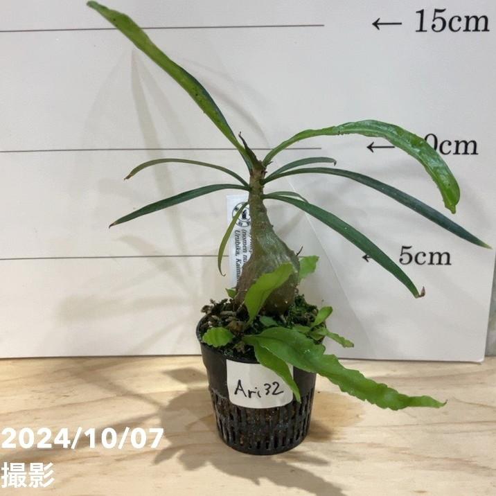 現品お届け】アリ植物 ミルメフィツム Myrmephytum longissimum（nomen