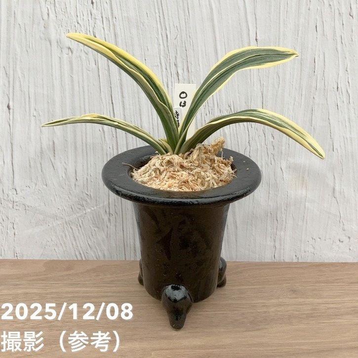 現品お届け】豊明園 万年青 オモト 特羅紗 陶器鉢（O13）｜観葉10-TU