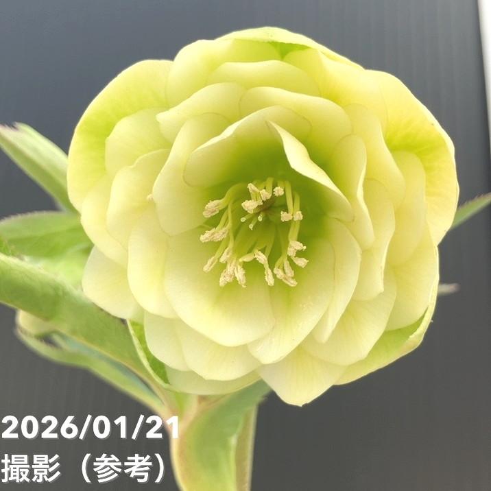 お買い得一点物咲き進み株】加藤農園 クリスマスローズ フレグランス