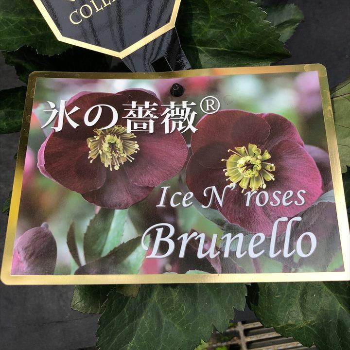 クリスマスローズ 氷の薔薇 4.5号 ブルネロ｜山野04-PA : 赤塚植物園