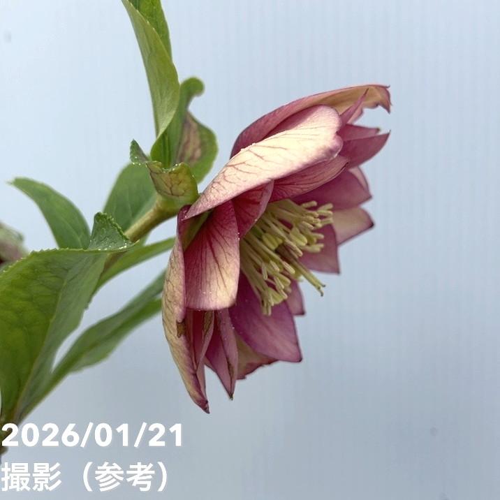 お買い得一点物咲き進み株】加藤農園 クリスマスローズ グロッシー