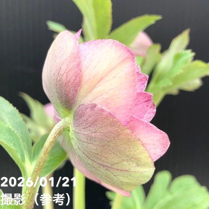 お買い得一点物咲き進み株】加藤農園 クリスマスローズ Little