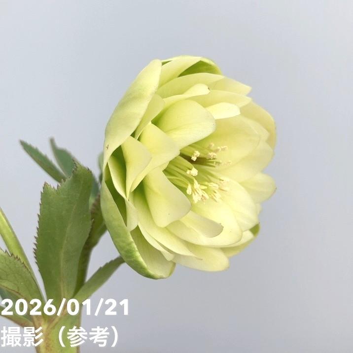 お買い得一点物咲き進み株】加藤農園 クリスマスローズ フレグランス