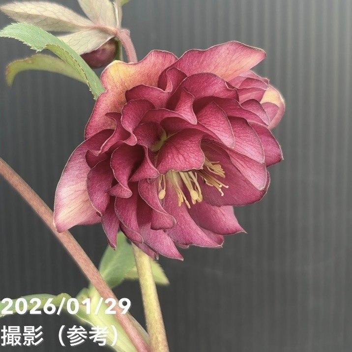 お買い得一点物咲き進み株】加藤農園 クリスマスローズ グロッシー