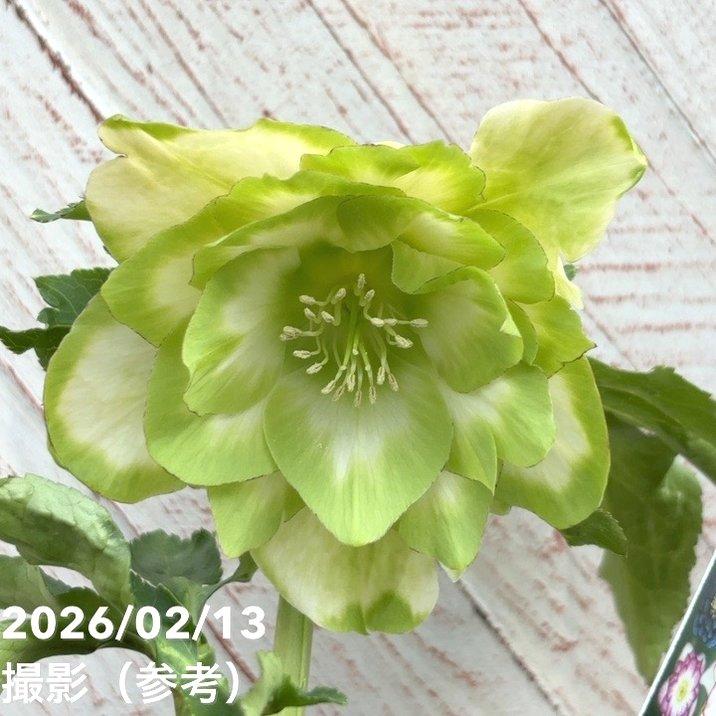 一点物】曽田園芸 クリスマスローズ 4号 ピコ利休 SO1｜山野04-PA