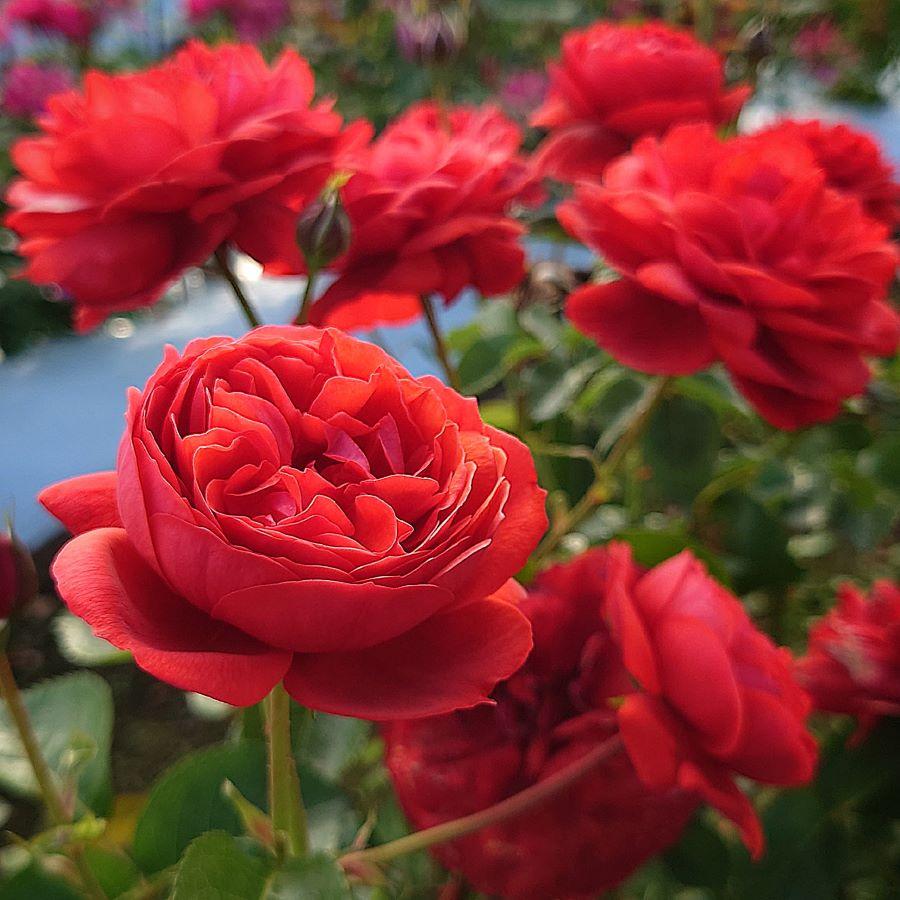 バラ苗 即納 大苗 18cmポット カントリー ハウス : Apple Roses - 通販