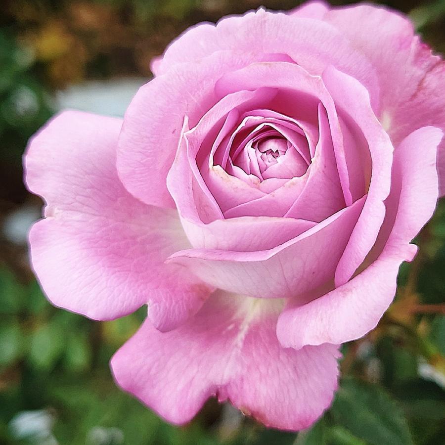 バラ苗 即納 大苗 18cmポット ラフ メイカー : Apple Roses - 通販