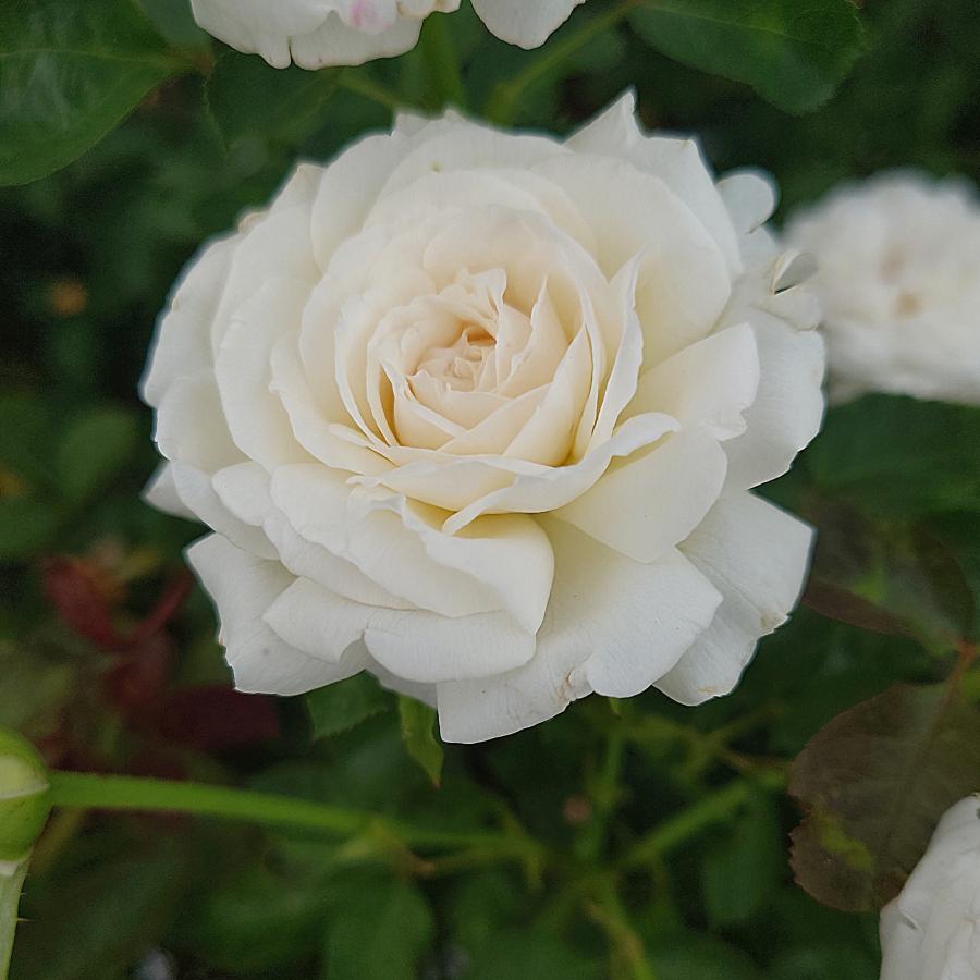 バラ苗 即納 大苗 18cmポット モーニング ベルズ : Apple Roses - 通販