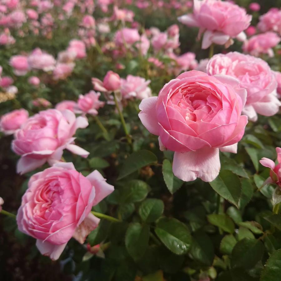 バラ苗 即納 大苗 18cmポット ピクニック マーチ : Apple Roses - 通販