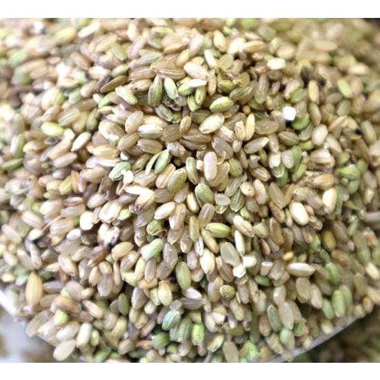 小鳥のえさ 岩手県産 青米（くず米）1kg : アクアペットサービス