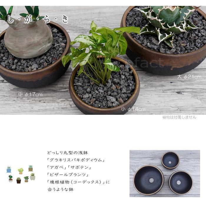陶器鉢 植木鉢 底穴あり 丸浅（中）φ17cm 金彩 ブラック ゴールド 園芸