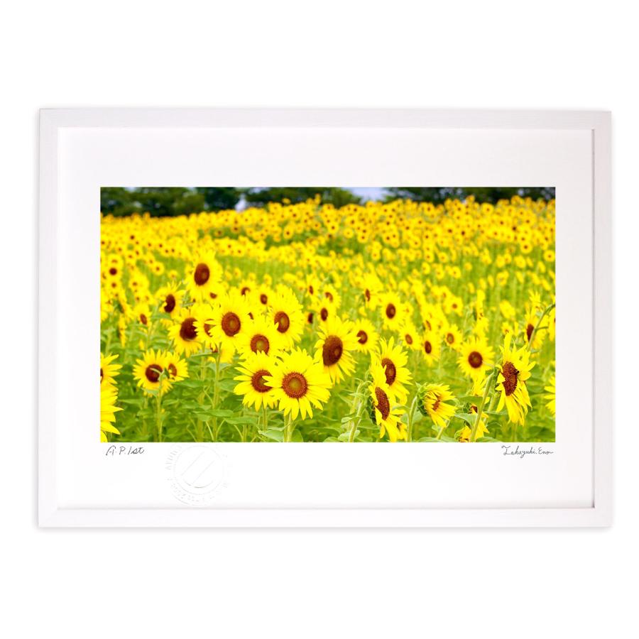 版画 絵画 ひまわり畑2022 アートフォト 壁掛け 額入り Mサイズ : 日本
