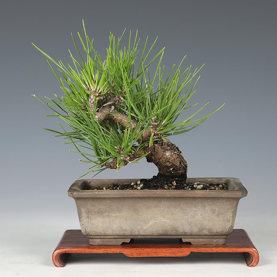 盆栽 黒松 クロマツ 小品盆栽 松盆栽 : 盆栽彩都ヤフー店 - 通販