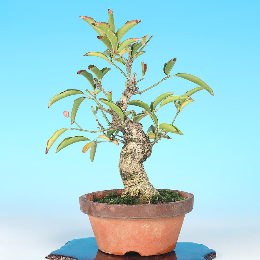 盆栽 まゆみ 真弓 マユミ 小品盆栽 中品盆栽 実物盆栽 盆栽素材 : 盆栽