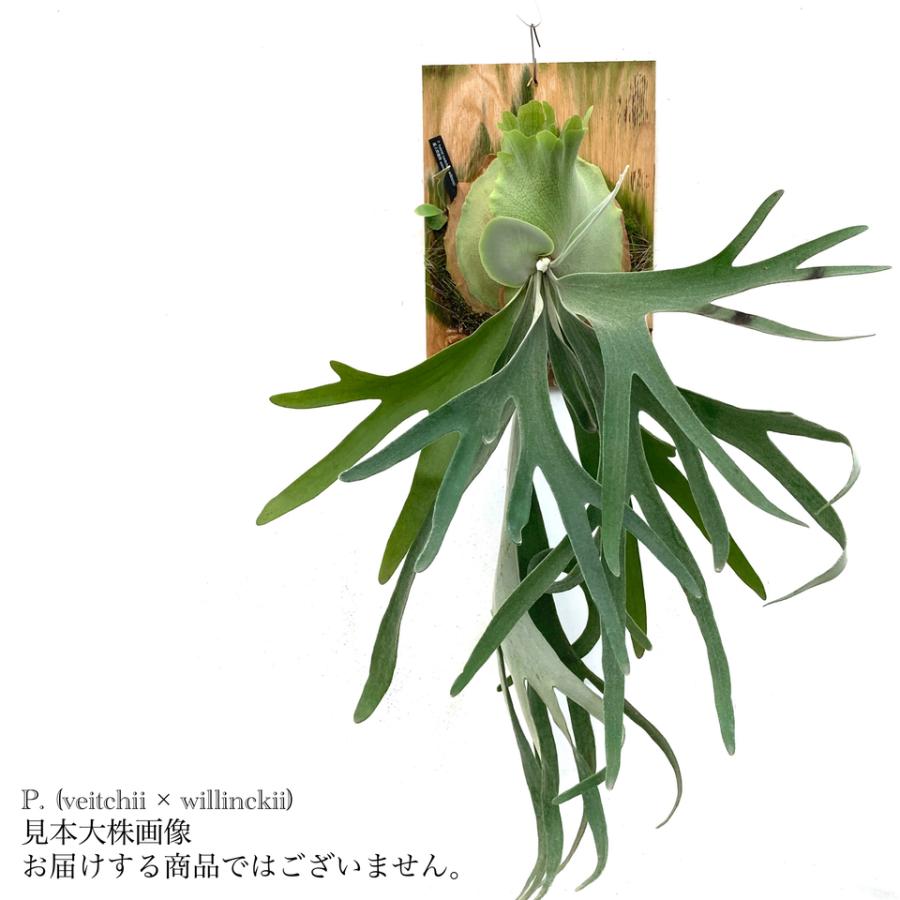 現品) ビカクシダ (ビーチー × ウィリンキー) (No.40866) (コウモリ