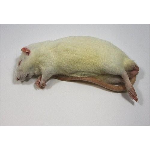 爬虫類ビッグセール】冷凍アダルトラットL (約180〜220g) 30匹入り