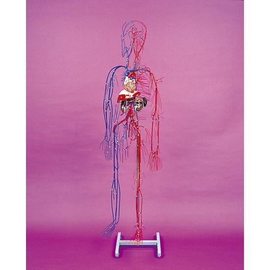 血液循環系模型 透視式 : 学林舎 - 通販 - Yahoo!ショッピング