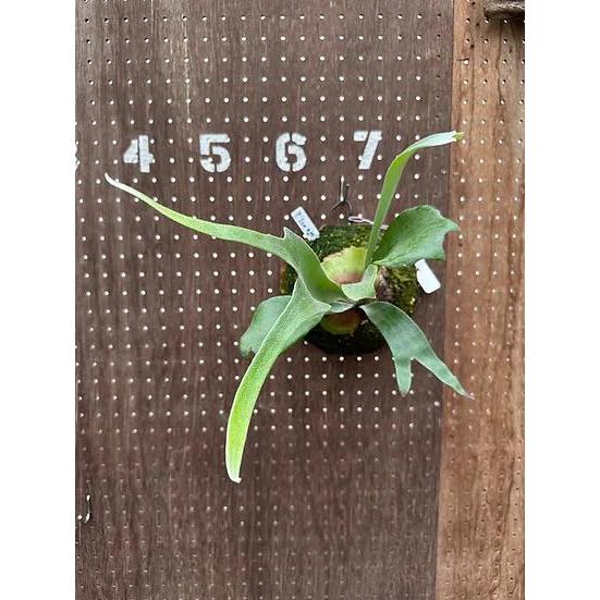 ビカクシダ P.'Ice age'(P.ssfoong x P.Pewchan 'Snow Queen F304')1