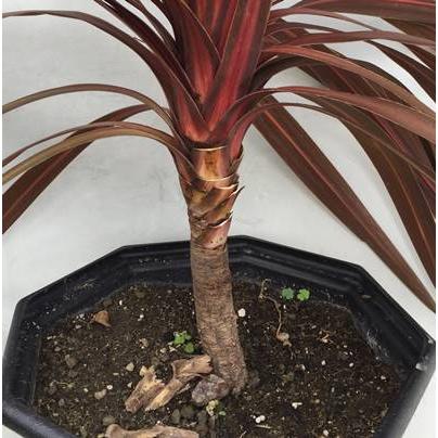 現品》コルジリネ レッドスター 樹高0.8m（根鉢含まず）04【南国風