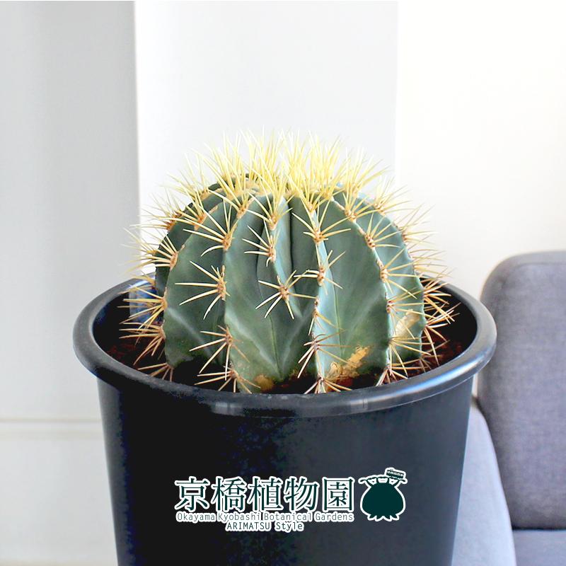 現品】サボテン 王冠竜 8号 黒鉢（1） : 花のアリマツ Yahoo!店 - 通販