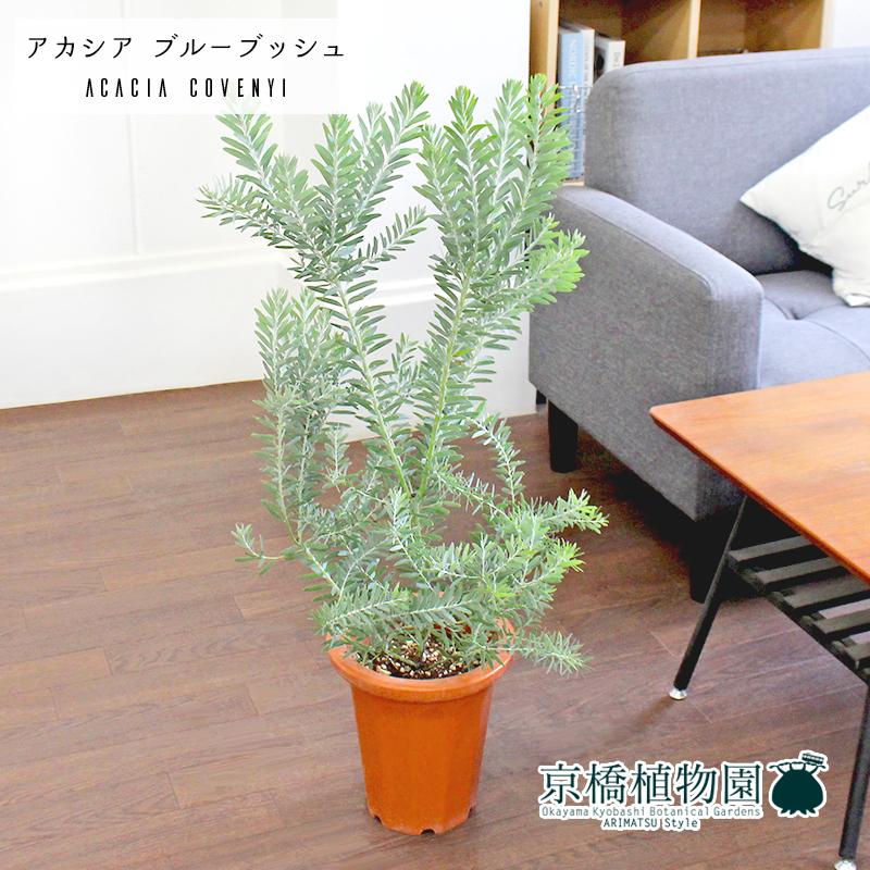 アカシア・ブルーブッシュ 7号 茶鉢 : 花のアリマツ Yahoo!店 - 通販