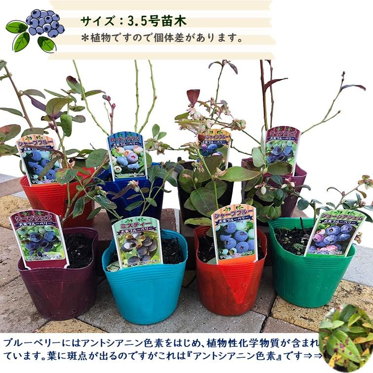 ブルーベリー 苗木 3.5号苗 「サザンハイブッシュ系」品種おまかせMIX