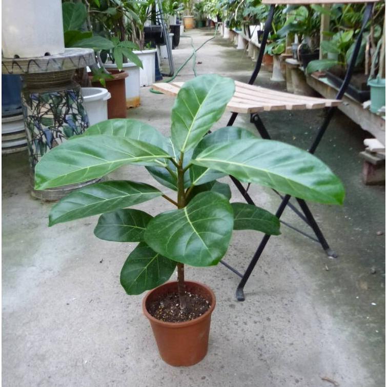 フィカス アフリカン プリンス 5号鉢 お買い得 超人気誕生日 風水 観葉