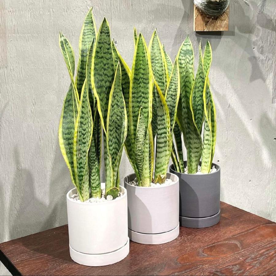 サンスベリア ローレンティ 選べる鉢付 観葉植物 : GREENsHOUSE - 通販