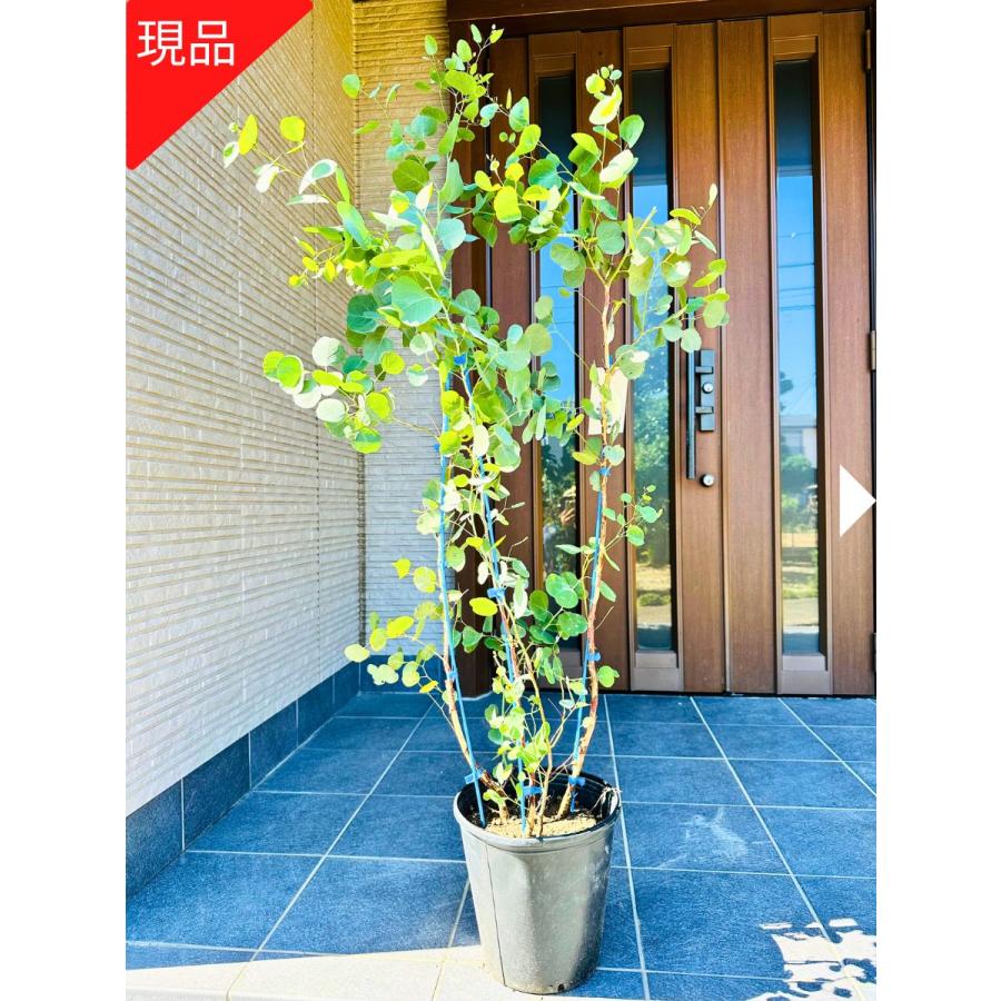 現品発送 ユーカリ ポポラス 株立ち 樹高1.7-1.8m(鉢底から) 8号