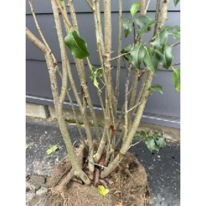 ソヨゴの木 10本株立ち 約2m 現品発送 一点物 豪華株 特大株 植木苗木