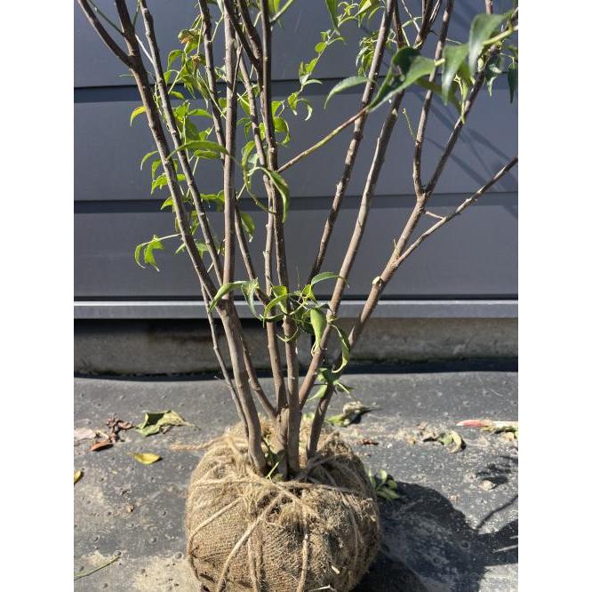 ハイノキ 5本株立ち 約1.7m 現品発送 特大植木苗木 灰の木 常緑樹